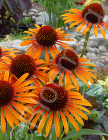 Echinacea purpurea 'Flame Thrower'